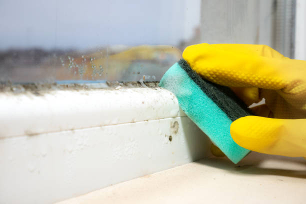 Best Air Quality Testing for Mold Spores  in Elk Grove, CA